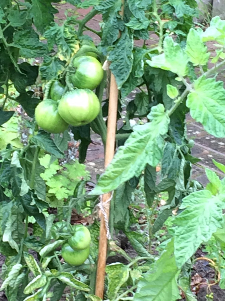 thymeZgrow's tweet photo. Milburn Road Garden is blooming after a summer break. Please show your support before noon on 6th Sept: https://t.co/6BY5e0m4tw https://t.co/KYlprEPbNj