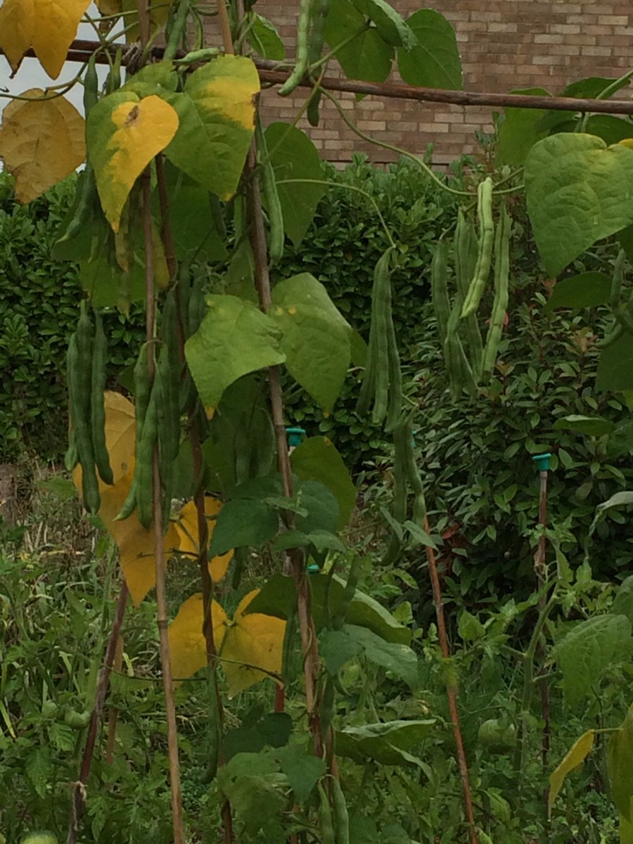 thymeZgrow's tweet photo. Milburn Road Garden is blooming after a summer break. Please show your support before noon on 6th Sept: https://t.co/6BY5e0m4tw https://t.co/KYlprEPbNj