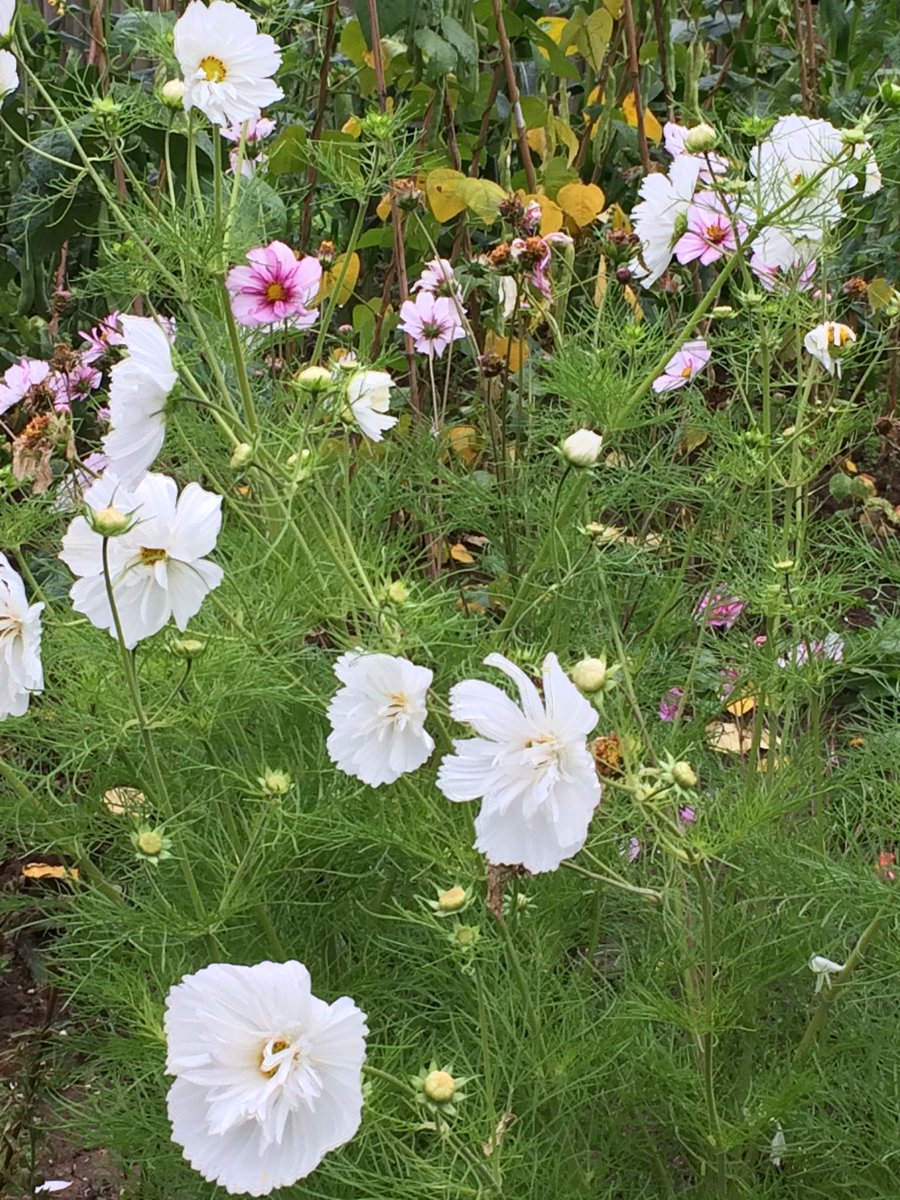 thymeZgrow's tweet photo. Milburn Road Garden is blooming after a summer break. Please show your support before noon on 6th Sept: https://t.co/6BY5e0m4tw https://t.co/KYlprEPbNj