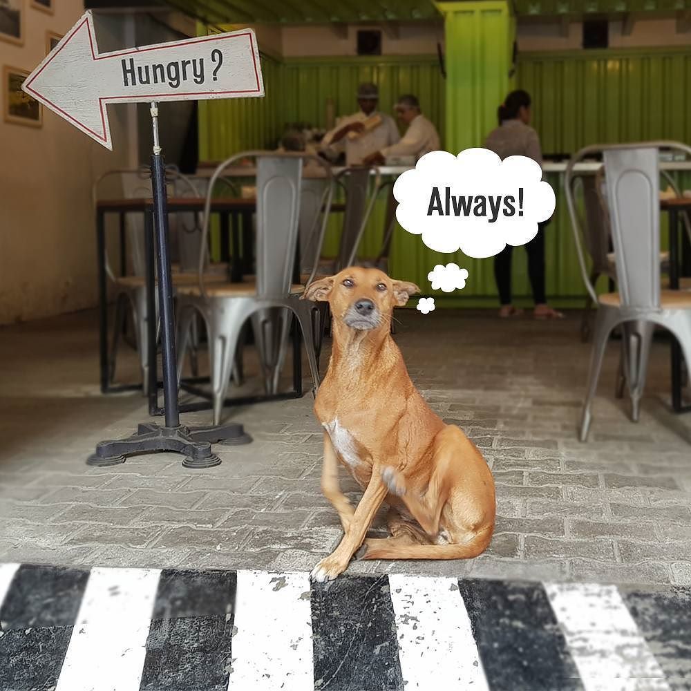 EatKaboom's tweet photo. You've come to the right place!
#dogsofinstagram #Love #Hungry #Food
#FunDine #FarmToFork #FarmFresh #everydayfresh  #Wholesome #Fla… https://t.co/JFfQ7Keq9o