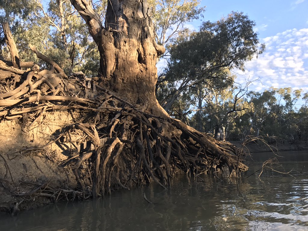sandrairo's tweet photo. @PestSmartAU Need to keep up to date with the carp virus too as we live on the lower Lachlan Carp river! thanks 4 links #agchatoz #goodtobeinformed https://t.co/mb6uqSBqKC