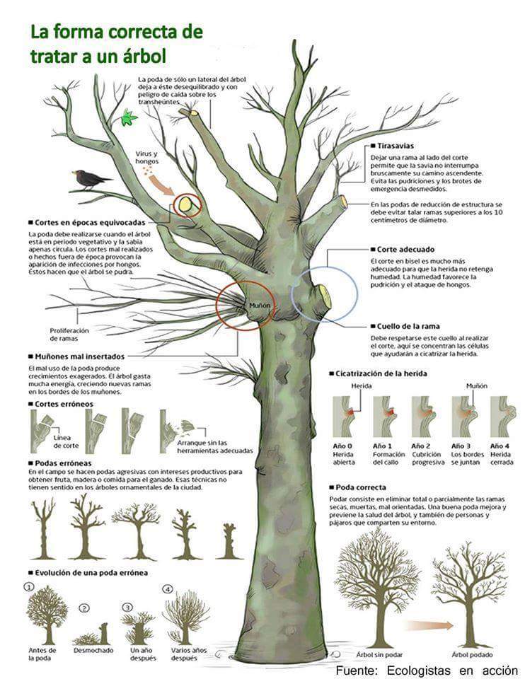 AmbienteApipe's tweet photo. #EcoTips #Poda . Forma correcta https://t.co/ay4Xe101kI