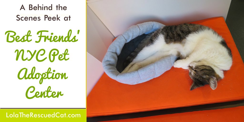 Read about my tour of <a href="/bestfriends/">Best Friends</a> Adoption Center in NYC. bit.ly/2eB6OSA #adoptdontshop #rescuedpets #adopt
