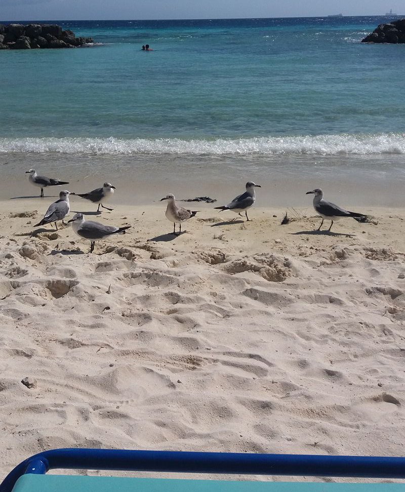 Kom en geniet een dagje vol ontspanning op <a href="/depalmisland/">De Palm Island</a>. Meer weten? Klik op goo.gl/nSk8Ny #onehappyisland Foto @EmmelyPolsbroek