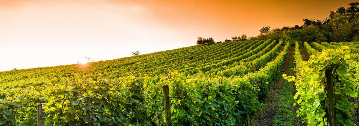 dalton_bio's tweet photo. DALTON partner delle aziende vitivinicole italiane per la vendemmia 2017

https://t.co/6XmKG4EItD https://t.co/Ci7qgQRjvO