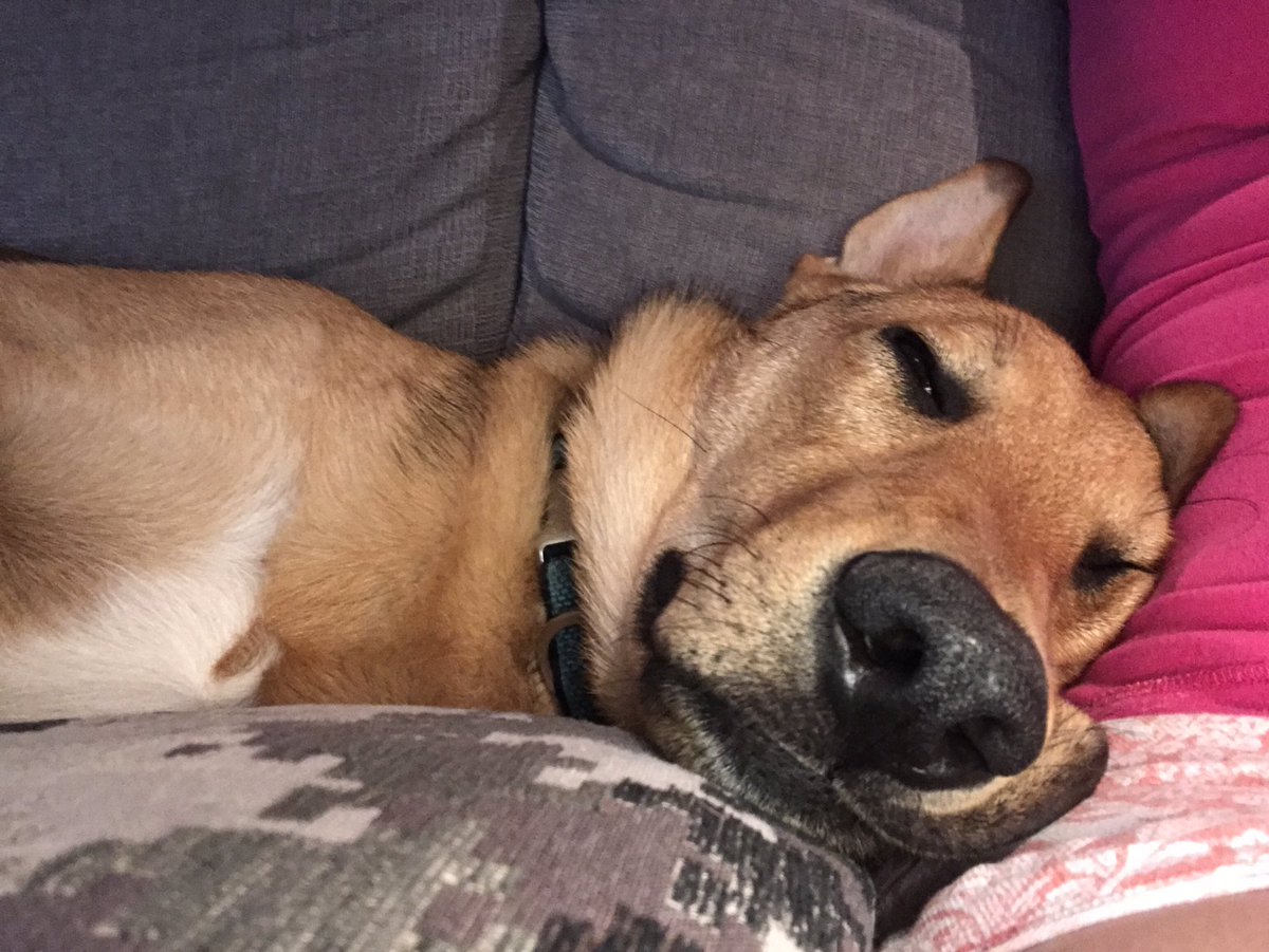 ASDAwarenessdog's tweet photo. #squishsquish #sleepypuppy https://t.co/ih7FUhjKmU