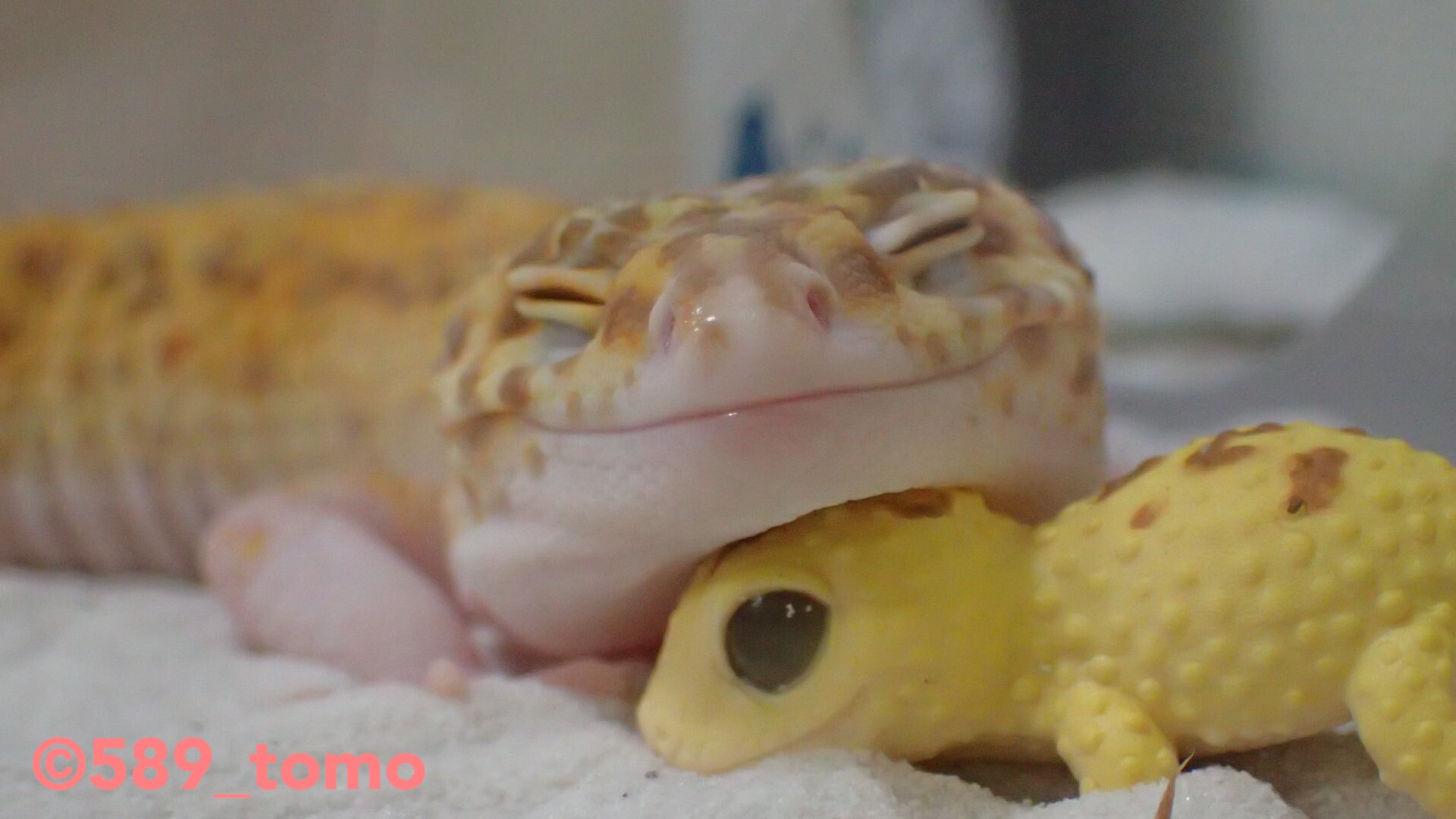 Kohaku 幸せそう Leopardgecko レオパードゲッコー ヒョウモントカゲモドキ 爬虫類 T Co Woppwonst2 Twitter Kohaku 幸せそう Leopardgecko レオパードゲッコー ヒョウモントカゲモドキ 爬虫類 T Co Woppwonst2 Twitter