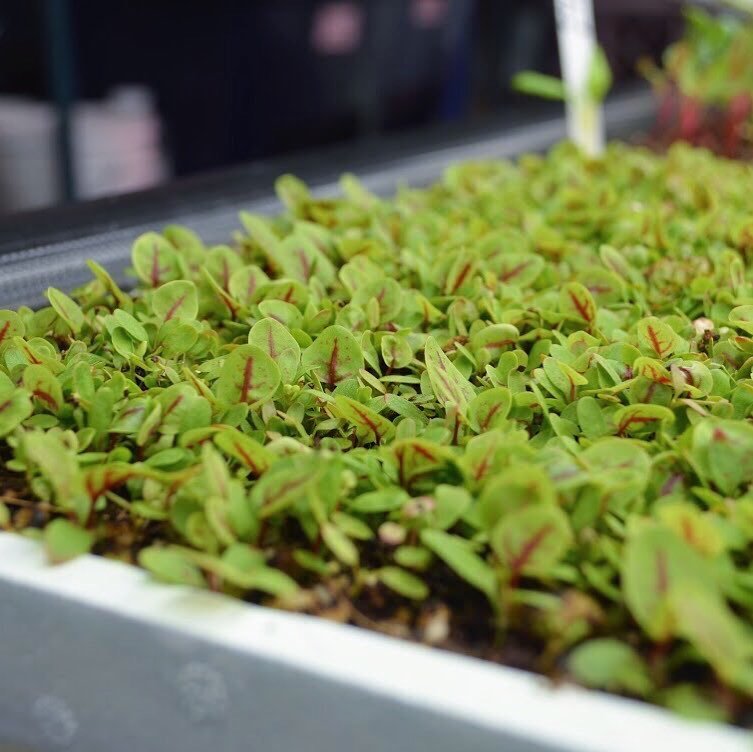 upwardfarms's tweet photo. Fan favorite - micro red veined sorrel. 
#urbanfarming #indoorfarm #cea #agtech #aquaponics #farmfresh #localprodu… https://t.co/XL7UCvgVhr https://t.co/cTTmtIX7e9