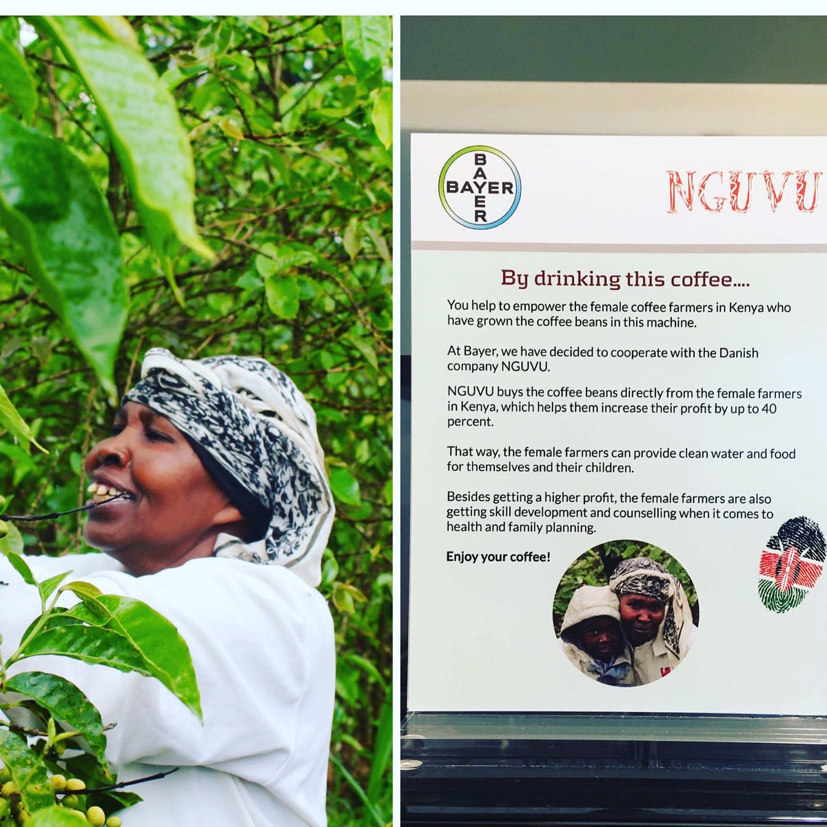 RuneSandholt's tweet photo. Når du drikker kaffe hos Bayer, er du med til at styrke kvindelige småbønder i Kenya #bayer #csr #kaffe #csrdk #kenya #kvinder #impact https://t.co/9XwKjcdcH2