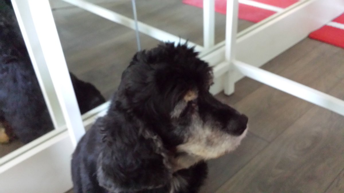 UKUSCAdoggie's tweet photo. Simon &amp; Clyde are having a great time with Steve &amp; Joanne...thank you Trusted Housesitters!
@Housesitting #Travel #dogs #petsitters https://t.co/wFBJU8dndC
