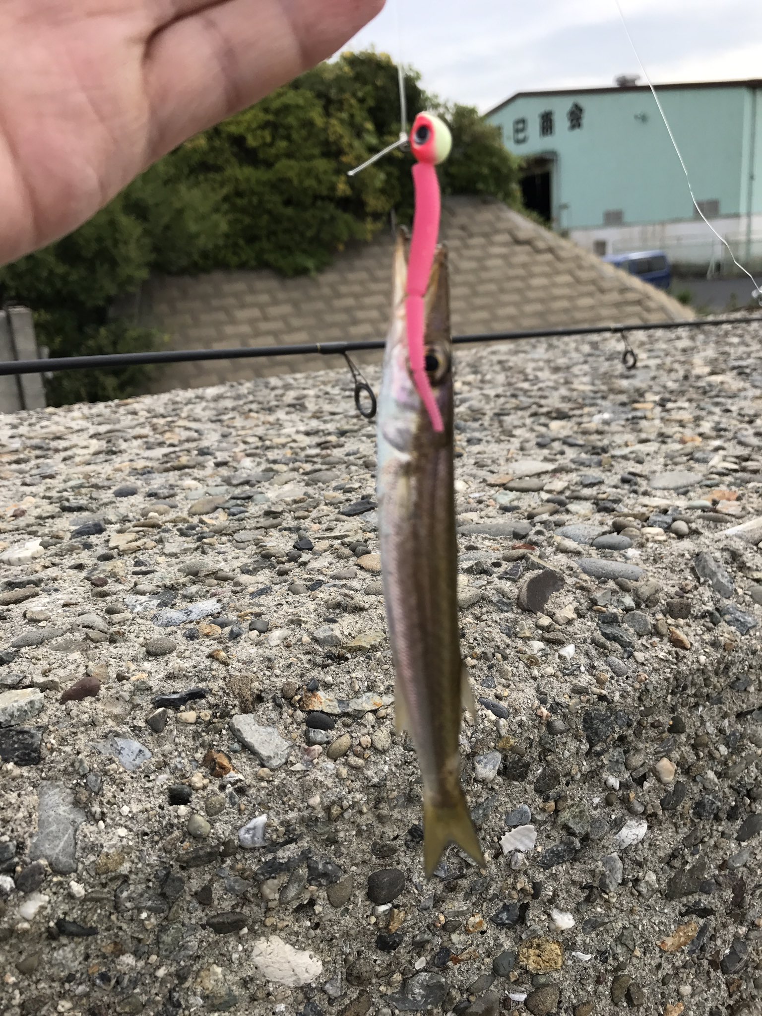 名無し 香芝市民 泉大津の汐見埠頭に行ってきました フェニックス前でダイワの月下美人にアジング用のワームを装着 流しでカマス 四発でした 小振りでしたが美味で頂きました 引きもガツっとあるので９月１０月のカマスルアー釣りオススメですよ 夜なら