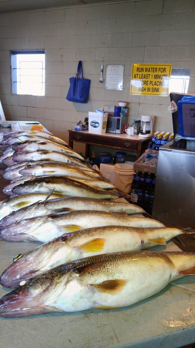 CaptnJoeFonzi's tweet photo. Walleye fishing continues to be world class https://t.co/xB14puPUrF