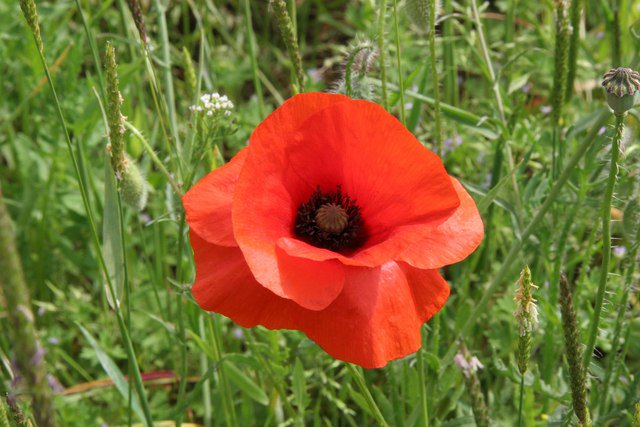 JMGKids's tweet image. #PoppyProject competition starts today.  GROW funds for your clubs/schools AND honor #Vets JMGkids.us/Poppy