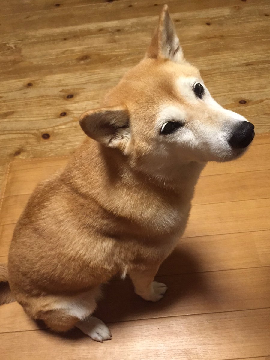 JyojyoShigeo's tweet photo. うちのひめちゃん。かわいい。以上。笑 https://t.co/E18QFFNpT0