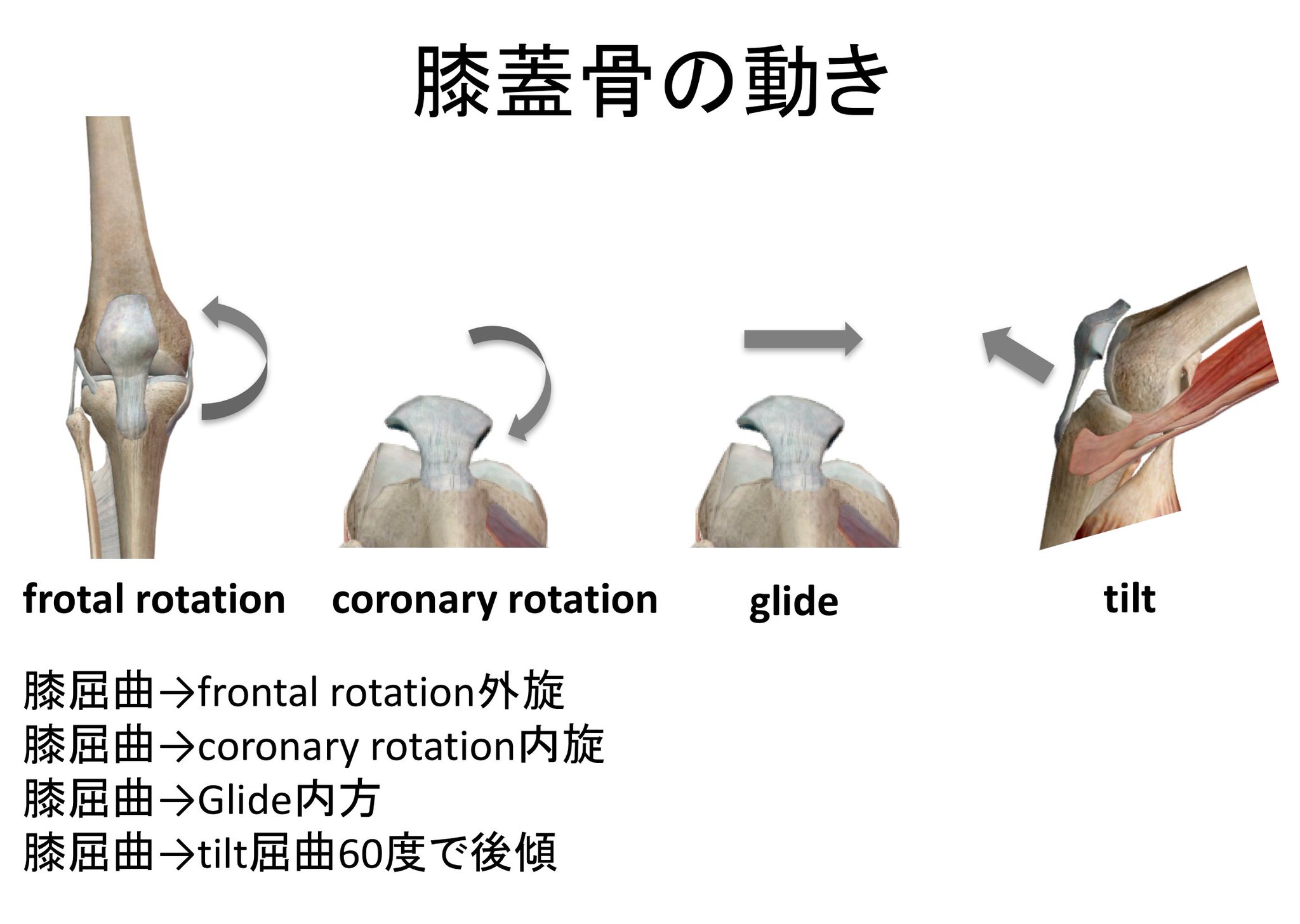 手関節のバイオメカニクス: 手関節 靭帯 : 手根骨の関節運動学(バイオメカニクス) – BNXJCE