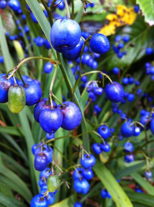 rogerhellens's tweet photo. For all those who wanted 'blue fruit' #my_edits #Aus_ScienceWeek , look at these native Australian fruit: Paroo Lily and Blue Quandong https://t.co/DMT565Nhnt