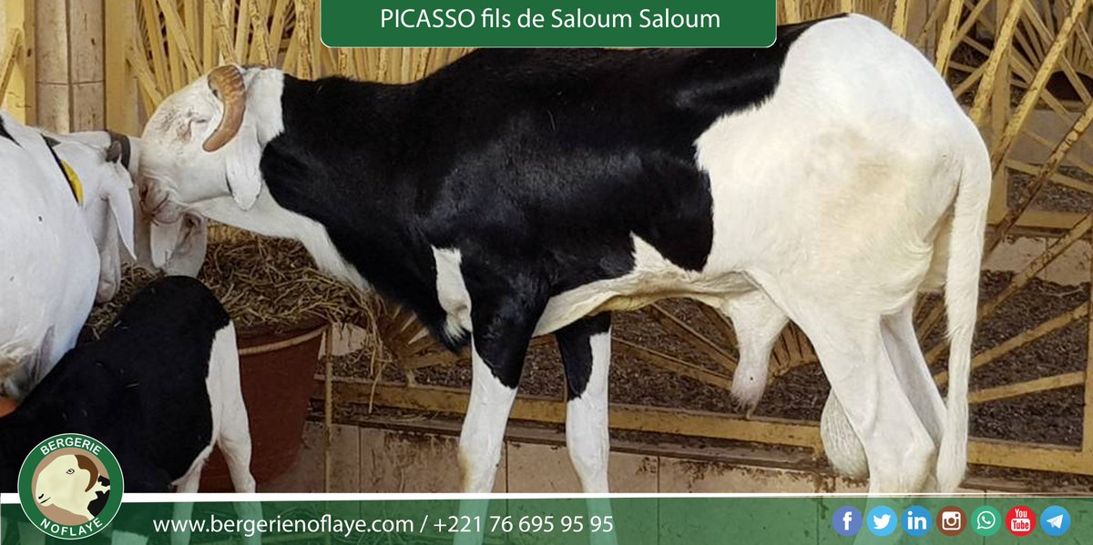 bergerienoflaye's tweet photo. #Picasso, fils de Saloum - Saloum
https://t.co/7YwXK8xPsb 
#kebetu https://t.co/LYl3HppQ7o