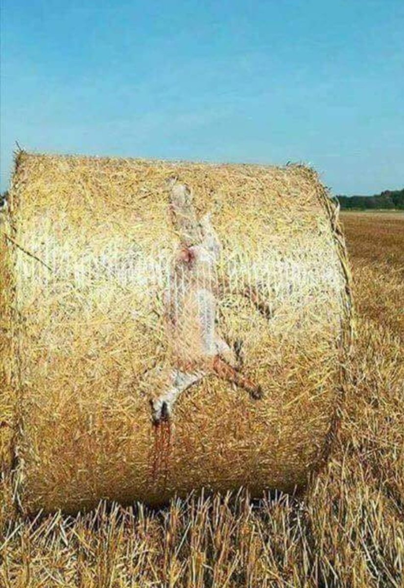 RandomStuffff_ tweet picture