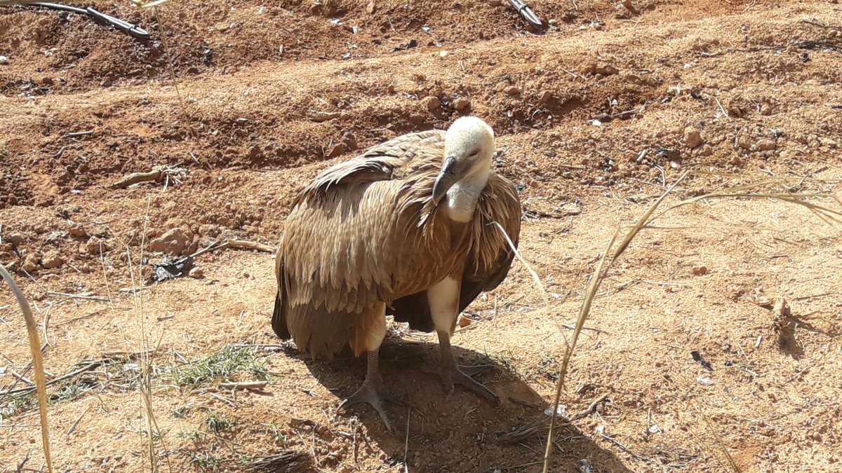 villararzobispo's tweet photo. #PLVA ha recuperado una cría de buitre en Crta Chulilla.@guardiacivil #seprona la ha trasladado al Centro Recuperación de Aves del Saler. https://t.co/khMX2jaNEv
