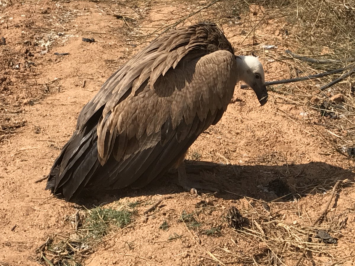 villararzobispo's tweet photo. #PLVA ha recuperado una cría de buitre en Crta Chulilla.@guardiacivil #seprona la ha trasladado al Centro Recuperación de Aves del Saler. https://t.co/khMX2jaNEv