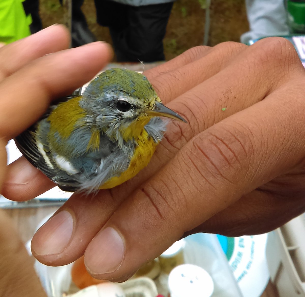 HuntsmanMarine's tweet photo. We are offering a fun field course for adults to explore the Nature of the Bay Oct 16-19. @SeeStAndrewsNB https://t.co/8HmqFh359Z https://t.co/4NUZOBwX0e