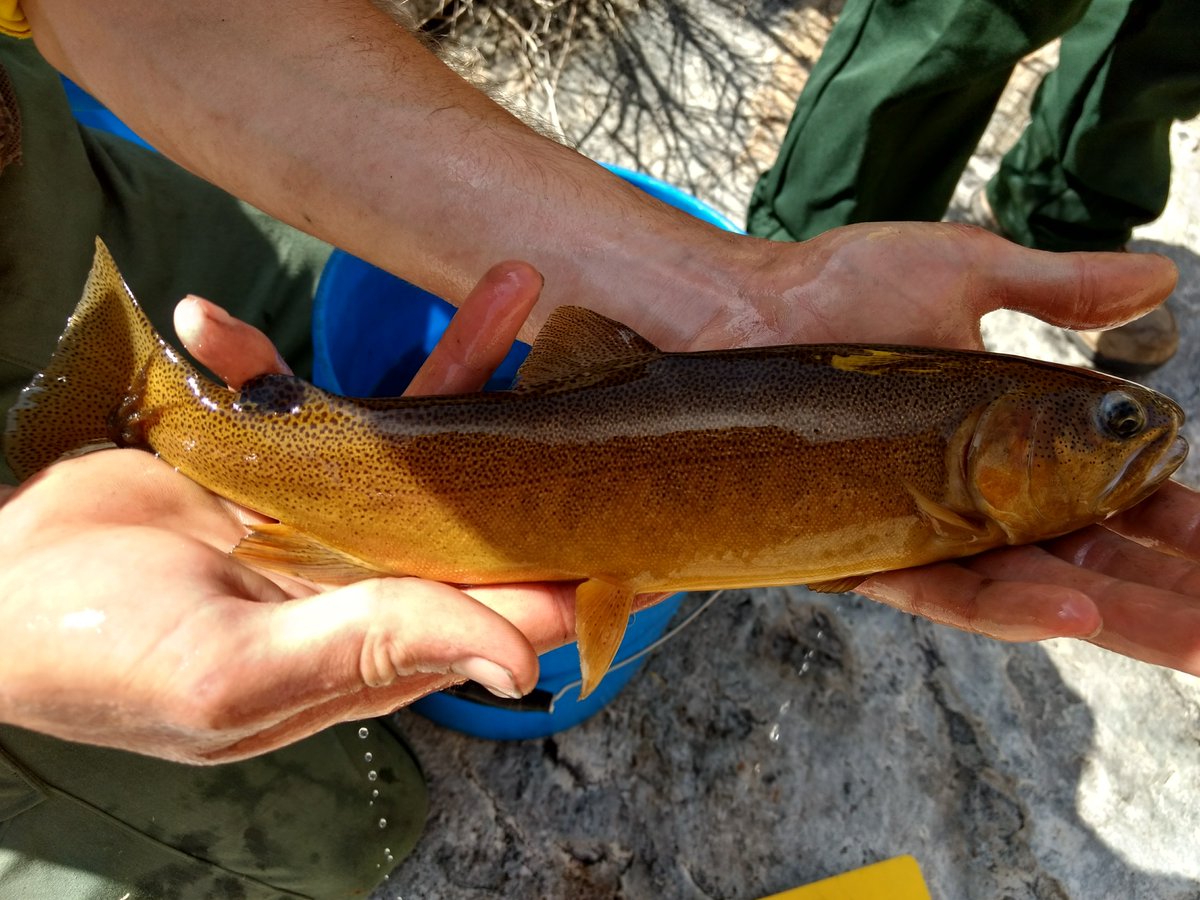 Inthecurrentaz's tweet image. Native Species of the Month: Gila Trout - inthecurrent.org/nsm/native-spe…
