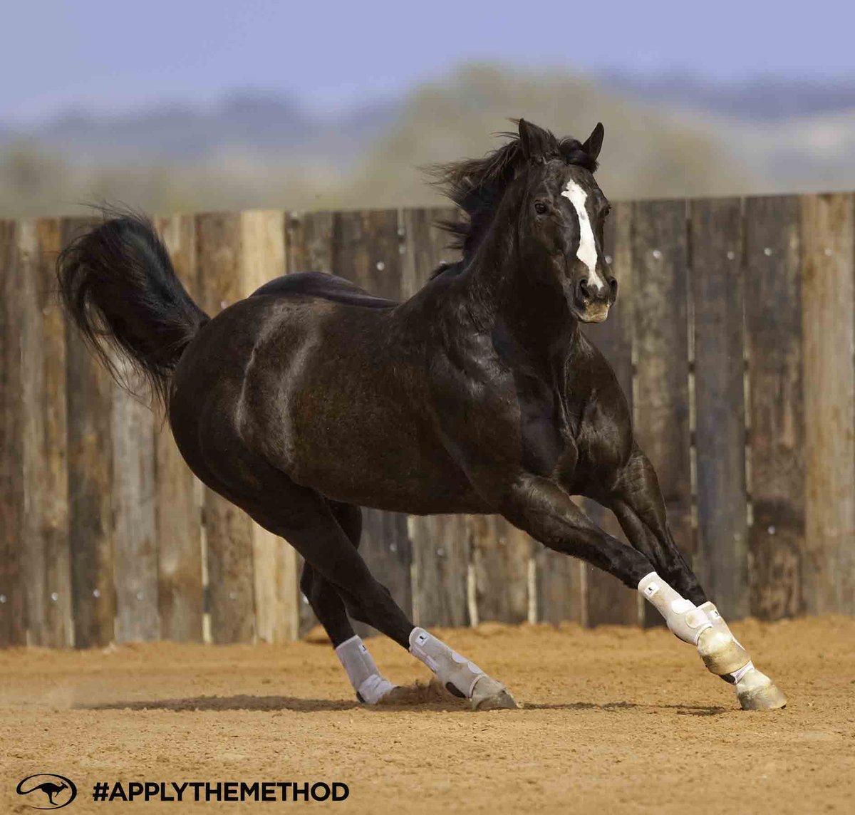 Happy Birthday, Mindy! The Queen of the Ranch turns 24 today! #happybirthday