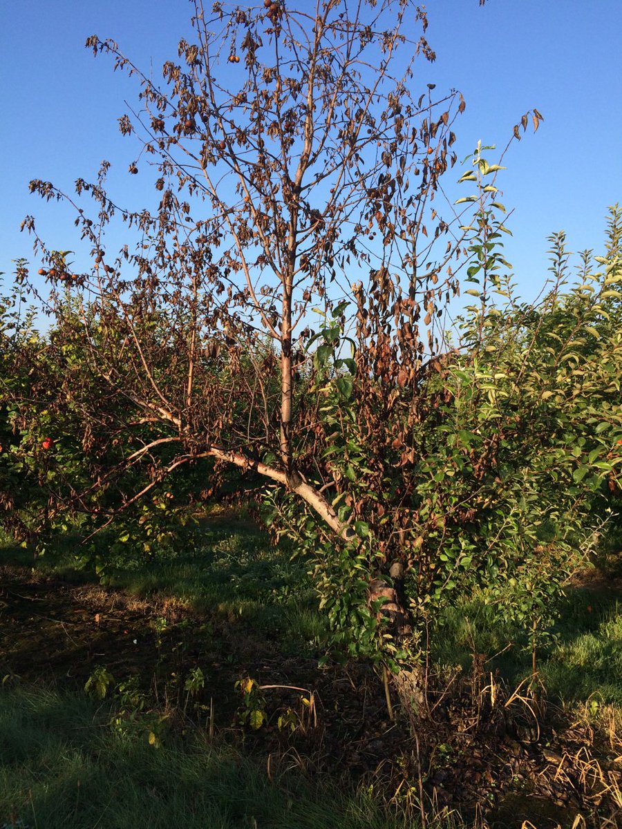 MidwestApple's tweet photo. Golden Nugget = G. Russet X Cox O. P. - a 1%er, outstanding - 2nd pict is its superpower #varietychallenge #diseasechallenge https://t.co/GJgnIKgAvN