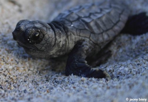 OurOcean's tweet photo. Happy #TurtleTuesday https://t.co/FtZ3qmV7xI