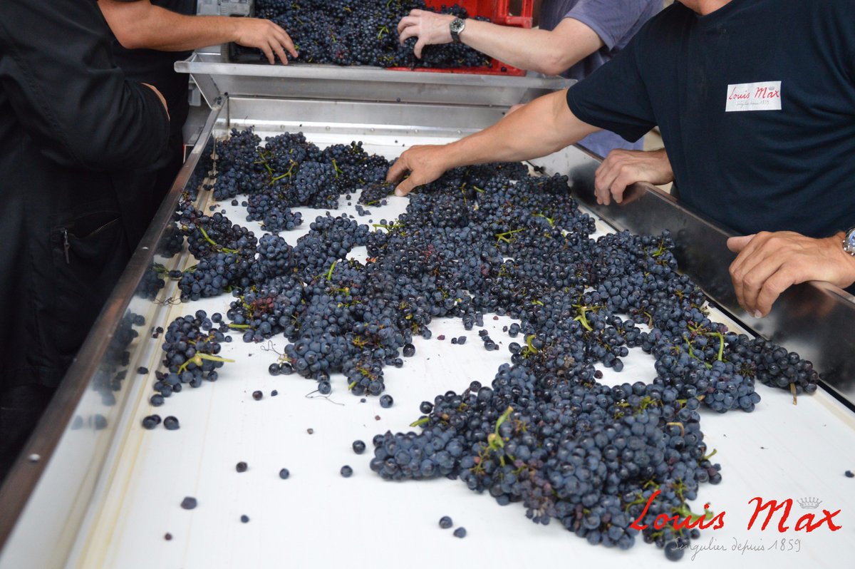 MaisonLouisMax's tweet photo. #Harvest2017 : Start ! Great, well-ripened grapes and almost no sorting necessary #LouisMax #Mercurey #Burgundy #Organic #PinotNoir https://t.co/fm69S1qDsC