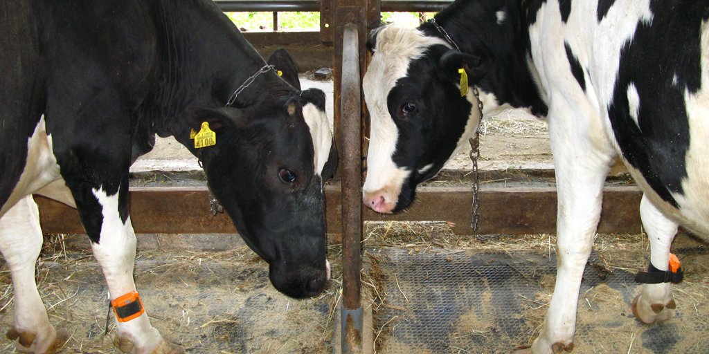 digichinny's tweet photo. Holy #ConnectedCow! Fujitsu is spurring agricultural innovations for precision farming. https://t.co/xRWmv4f6iL https://t.co/E95VMDX1uP