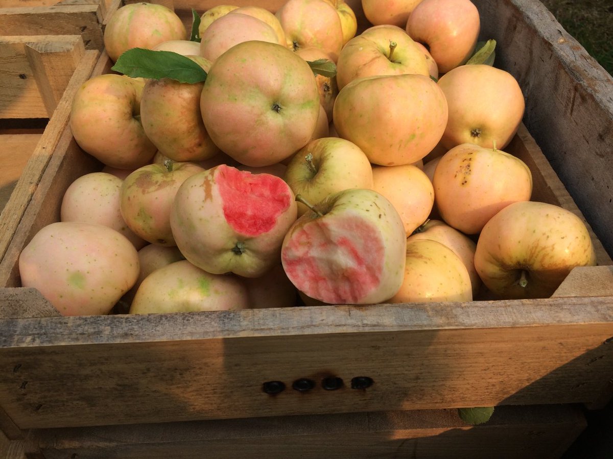 MidwestApple's tweet photo. Pink Pearl - cool nights=vivid flesh color, hot nights, not so much - good quality, tart #varietychallenge @MAIA https://t.co/AR6gakomnn