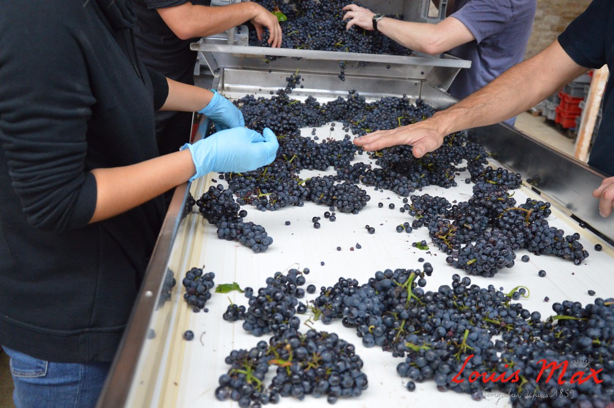 MaisonLouisMax's tweet photo. Début des #vendanges2017 . Beaux raisins, belle maturité, un beau millésime en perspective #LouisMax #BIO #Bourgogne #PinotNoir #Mercurey https://t.co/bjkKStz5x2