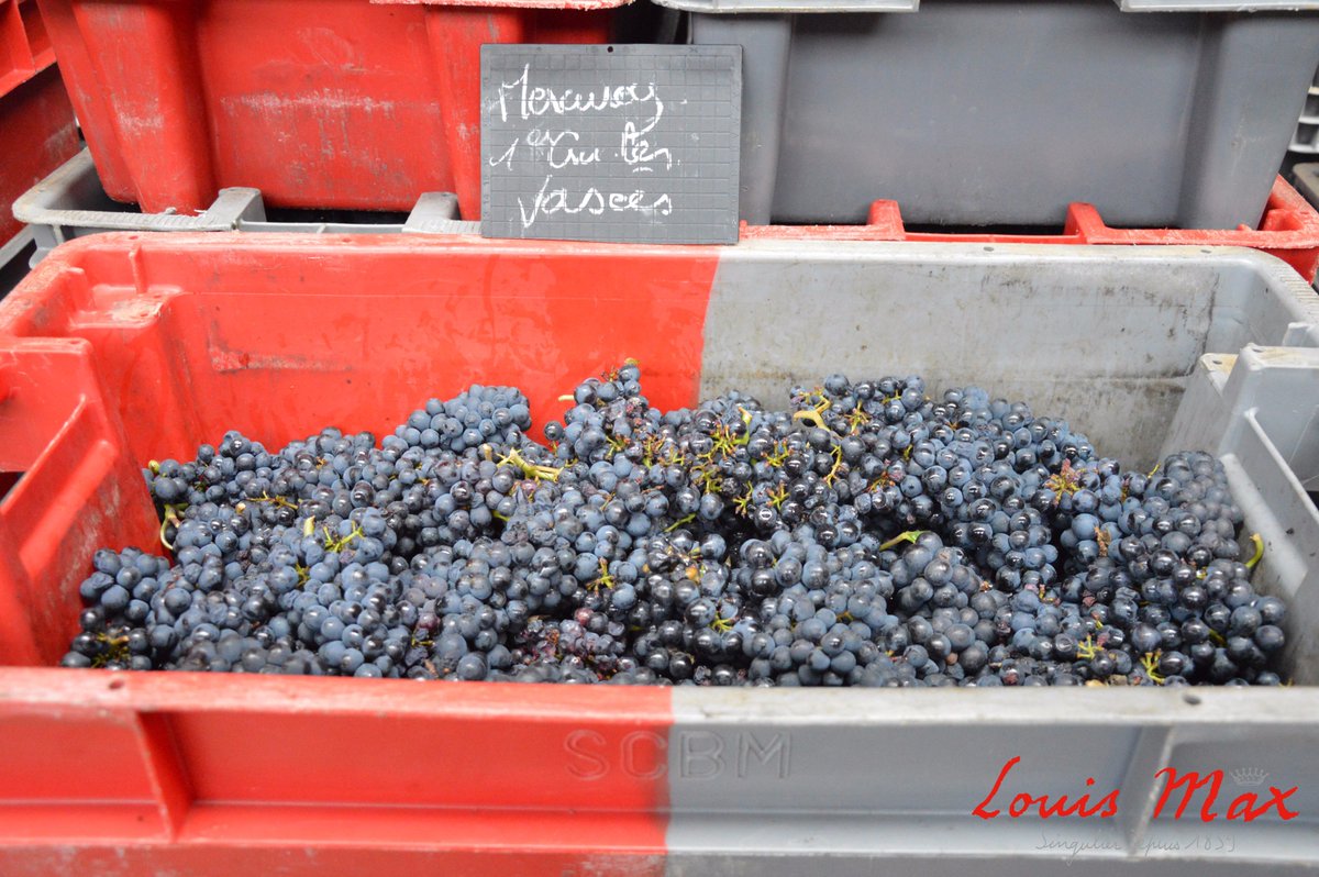 MaisonLouisMax's tweet photo. Début des #vendanges2017 . Beaux raisins, belle maturité, un beau millésime en perspective #LouisMax #BIO #Bourgogne #PinotNoir #Mercurey https://t.co/bjkKStz5x2