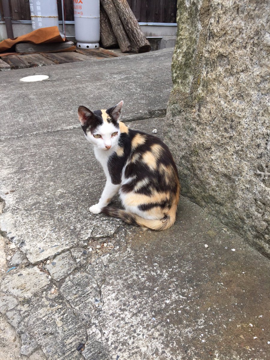 LouiseHung1's tweet photo. 1/100th of my day at #Manabeshima, one of #Japan's "#cat islands". It was like the mothership calling me home... (Attn: @sesmith) https://t.co/ZfOziO4N3r