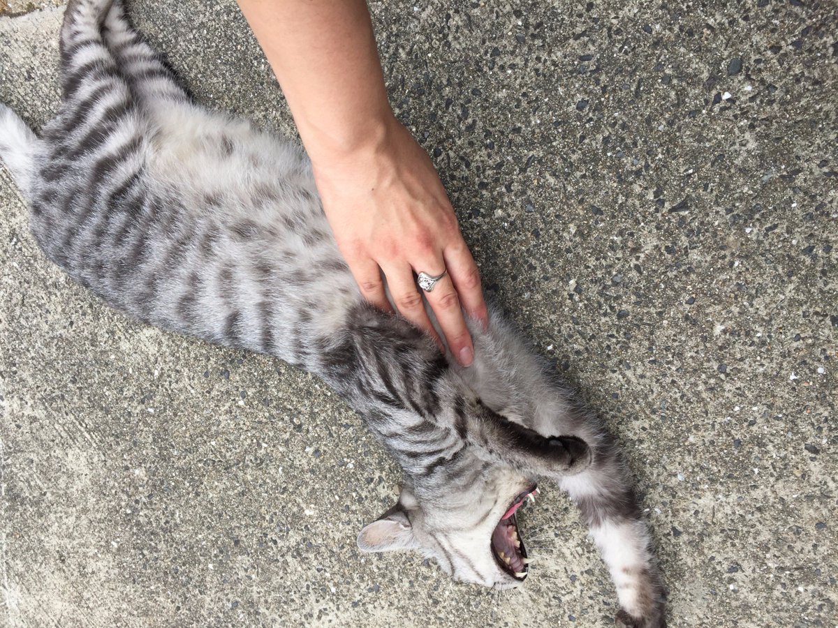 LouiseHung1's tweet photo. 1/100th of my day at #Manabeshima, one of #Japan's "#cat islands". It was like the mothership calling me home... (Attn: @sesmith) https://t.co/ZfOziO4N3r