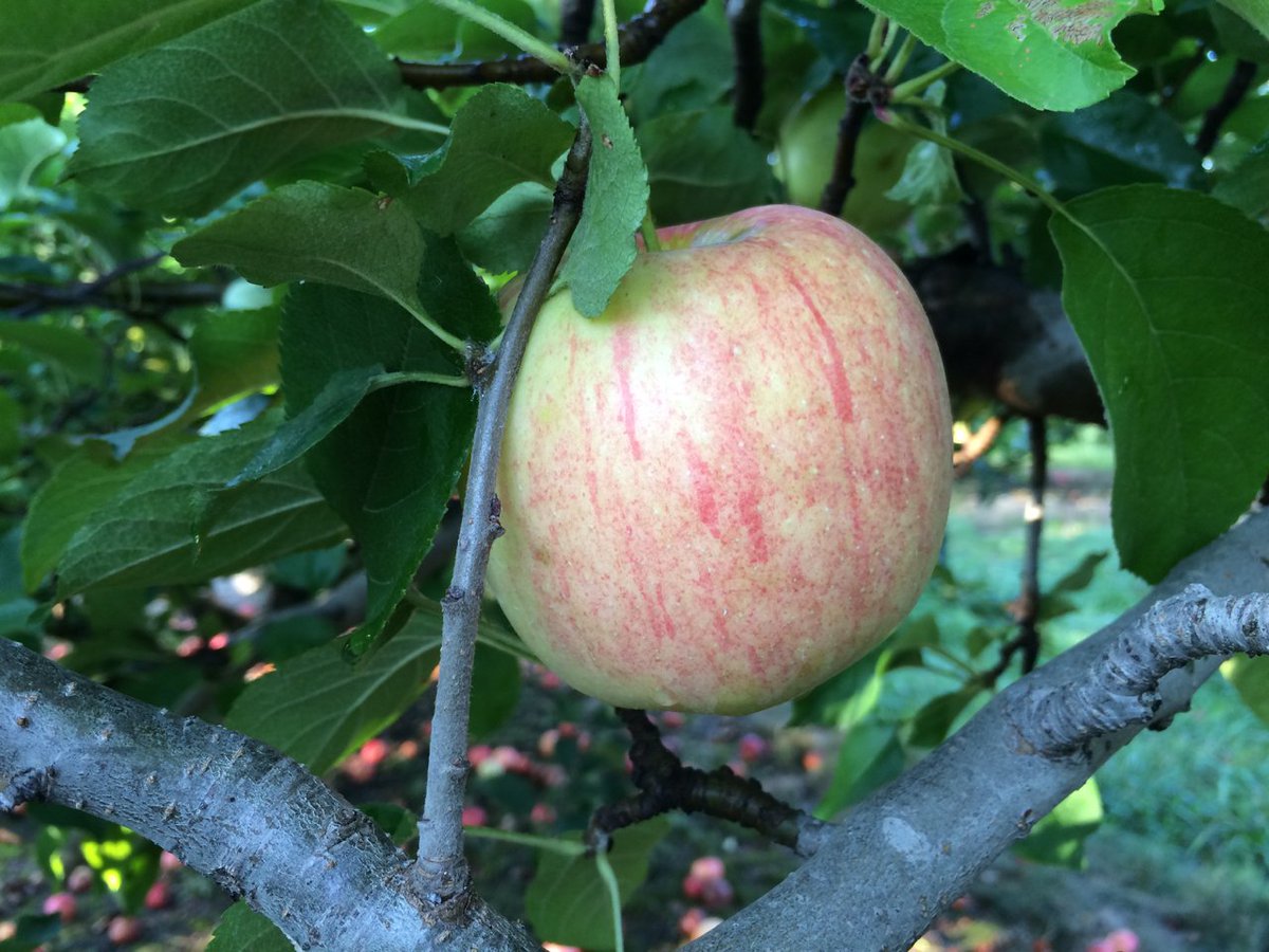 MidwestApple's tweet photo. JonGrimes-originally from Stark's-excel. crispy tart, multiple pickings-last pict is its superpower-it misses Alar #varietychallenge @MAIA https://t.co/S5PS0HoB9u