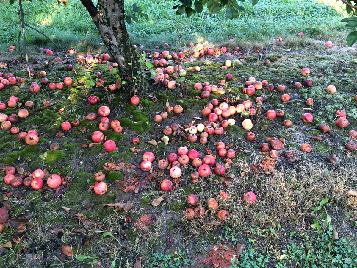 MidwestApple's tweet photo. JonGrimes-originally from Stark's-excel. crispy tart, multiple pickings-last pict is its superpower-it misses Alar #varietychallenge @MAIA https://t.co/S5PS0HoB9u