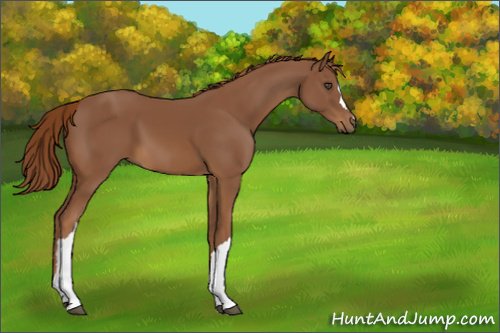 huntandjump's tweet photo. Foal art has had an update! #HAJUpdates https://t.co/z9jlCV9c8J
