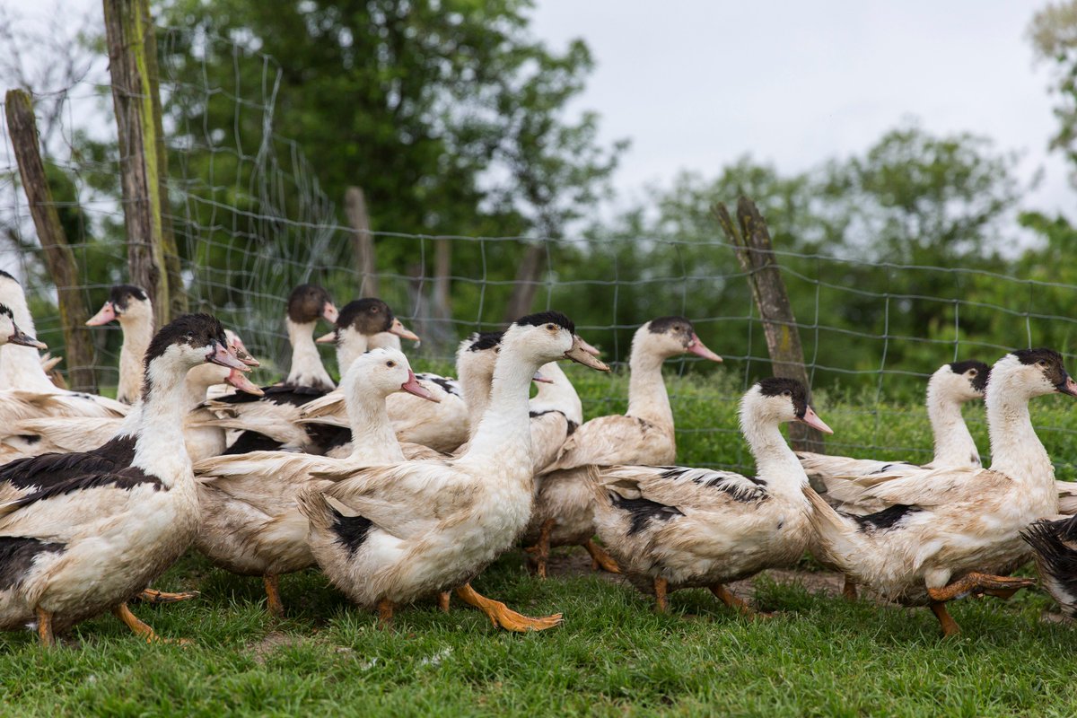 Pierre Biraben tweet media