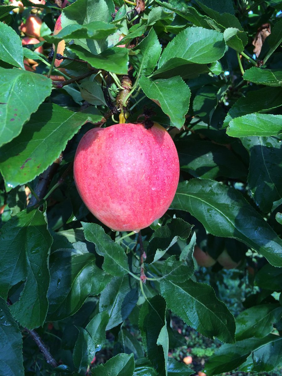 MidwestApple's tweet photo. Original Gala, Royal Gala - a great 20th century apples #varietychallenge @MAIA better than average color on original from cool nights https://t.co/IigqKkmbLM