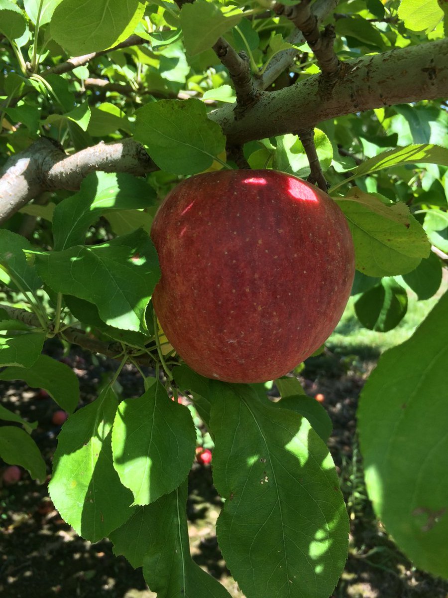 MidwestApple's tweet photo. Original Gala, Royal Gala - a great 20th century apples #varietychallenge @MAIA better than average color on original from cool nights https://t.co/IigqKkmbLM
