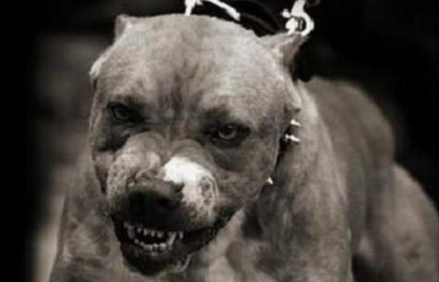 Cadena 3 Argentina on X: "Perros peligrosos Pitbull mató a una beba e hirió a su madre en La Matanza https://t.co/CMmOIUUZBi https://t.co/icf15i0U3t" / X