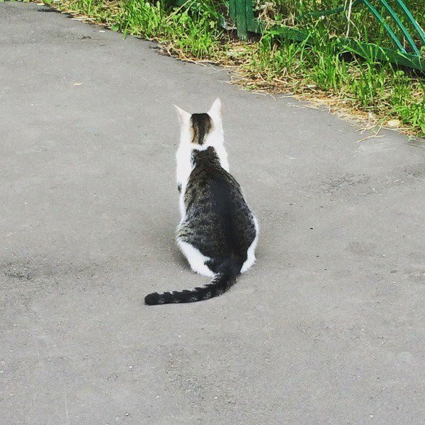 lndirecto's tweet photo. Un gato, dentro de un gato. RT para la buena suerte. https://t.co/mnO4k74Gab