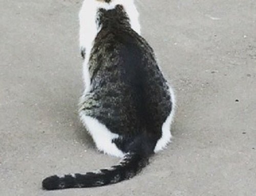 lndirecto's tweet photo. Un gato, dentro de un gato. RT para la buena suerte. https://t.co/mnO4k74Gab
