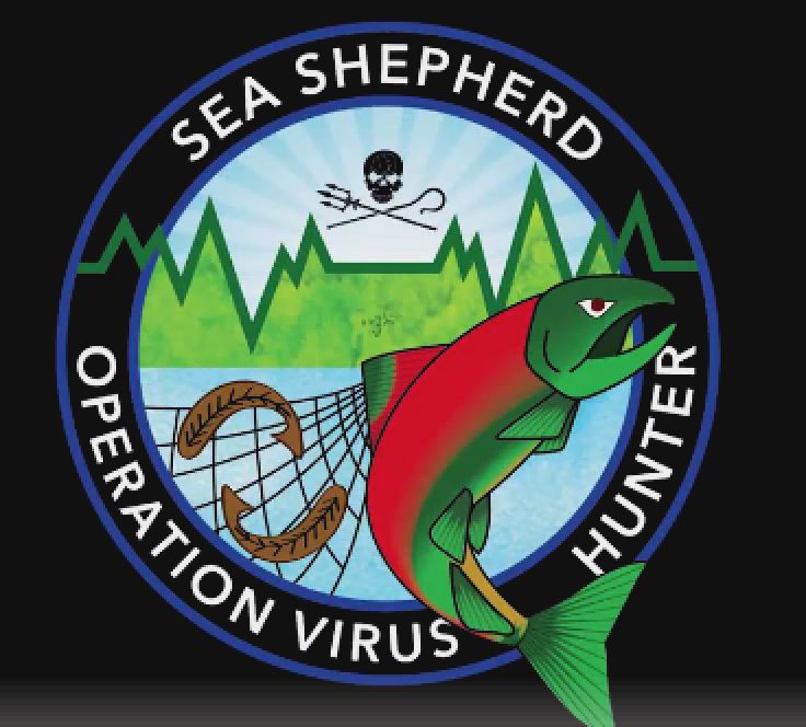 SeaShepherdPaul's tweet photo. #OpVirusHunter: #Video: ` Trudeau Get Salmon Farms Out of here ` #StandUpBC Time to act is Now...▼ https://t.co/2JcVnG6i3e @SeaShepherdSSCS https://t.co/s0Gi3UxegR
