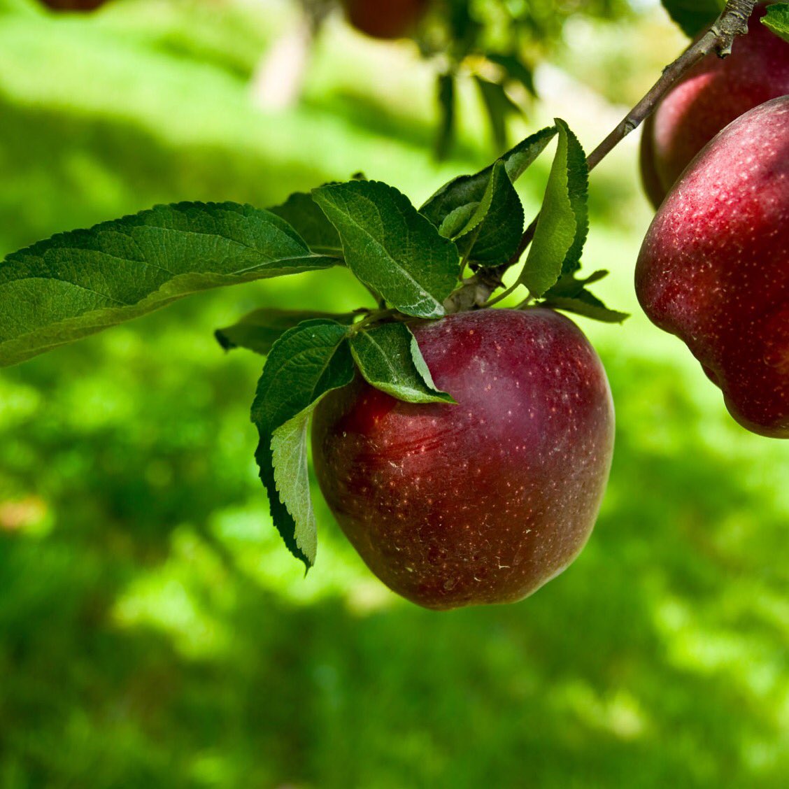Самые вкусные ароматом яблони саженцы