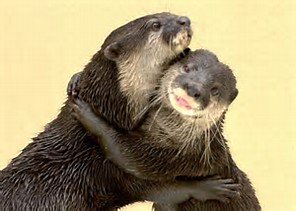 jesus_otter's tweet photo. https://t.co/SOi5XdyR8i
