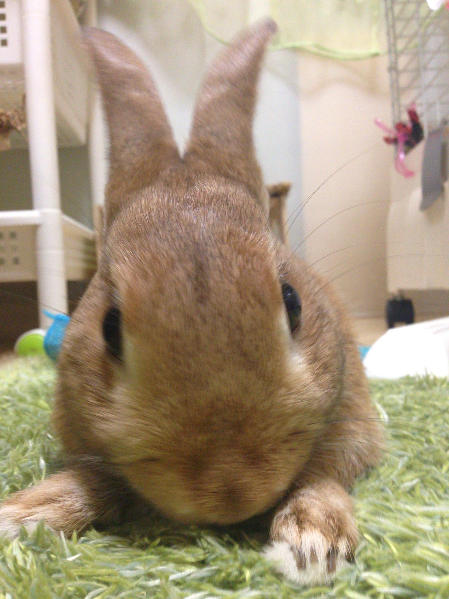 ノッポさん𓃹 ｳｻﾁｬﾝ 超ビビリで全く懐かず飼い主泣かせだった ちび 根気よく愛情注いだ結果 今では甘えっ子ちゃんになってくれました うさぎが懐かないと困ってる飼い主さん 絶対にあきらめないでね 愛兎に時間を作りましょう うさぎ なつか