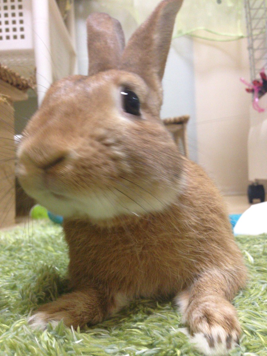 ノッポさん 超ビビリで全く懐かず飼い主泣かせだった ちび 根気よく愛情注いだ結果 今では甘えっ子ちゃんになってくれました うさぎが懐かないと困ってる飼い主さん 絶対にあきらめないでね 愛兎に時間を作りましょう うさぎ なつかない な